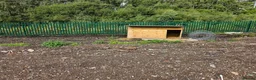 Goats livestock for sale: Animal shelter  - Advert 1