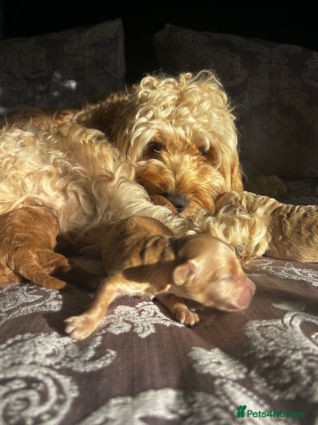 Cockapoo dogs for sale: Beautiful puppies in time for  ** ! 🐶 🥰  **   - Image 4