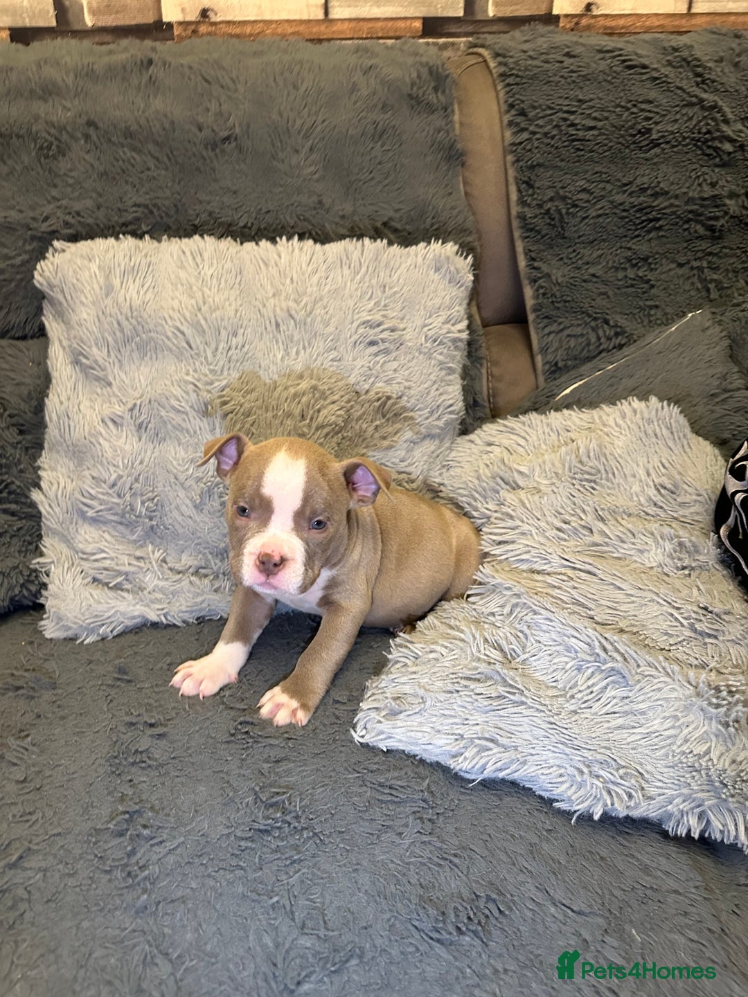 American Bully dogs for sale: 🐾 ABKC Registered Micro/Pocket Bully Puppies! 🐾 - Advert 12