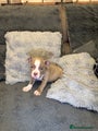 American Bully Puppy 1 black collar
