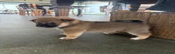 Japanese Shiba Inu dogs for sale: 3 beautiful Shiba puppies  - Advert 9