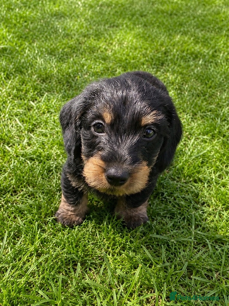 Miniature Dachshund dogs KC Mini Wire dachshunds - Advert 18