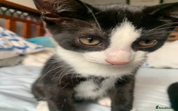 British Shorthair cats for sale: Kittens ready for new home, chipped, 1st injection - Image 15