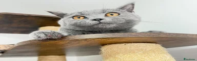 British Shorthair 1