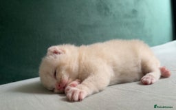 British Shorthair cats for sale: British shorthair Kittens - Image 1