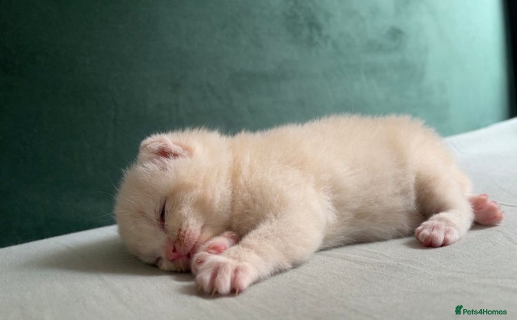 British Shorthair cats - Advert 2