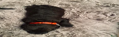 Schnoodle Puppy 2