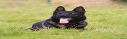 German Shepherd dogs for stud: **CZECH IMPORT STUD LIMITED TIME ** in Birmingham - Advert 4