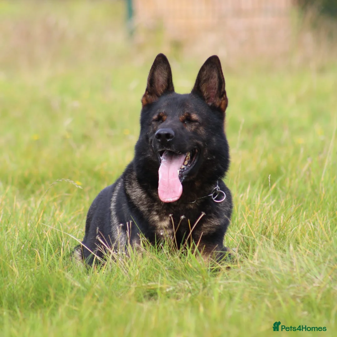 German Shepherd dogs for stud: **CZECH IMPORT STUD LIMITED TIME ** in Birmingham - Advert 4