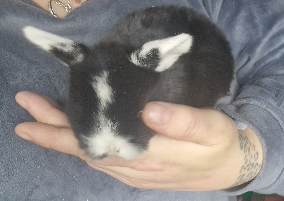 Mini Lop rabbits for sale: Mini lops  - Advert 2