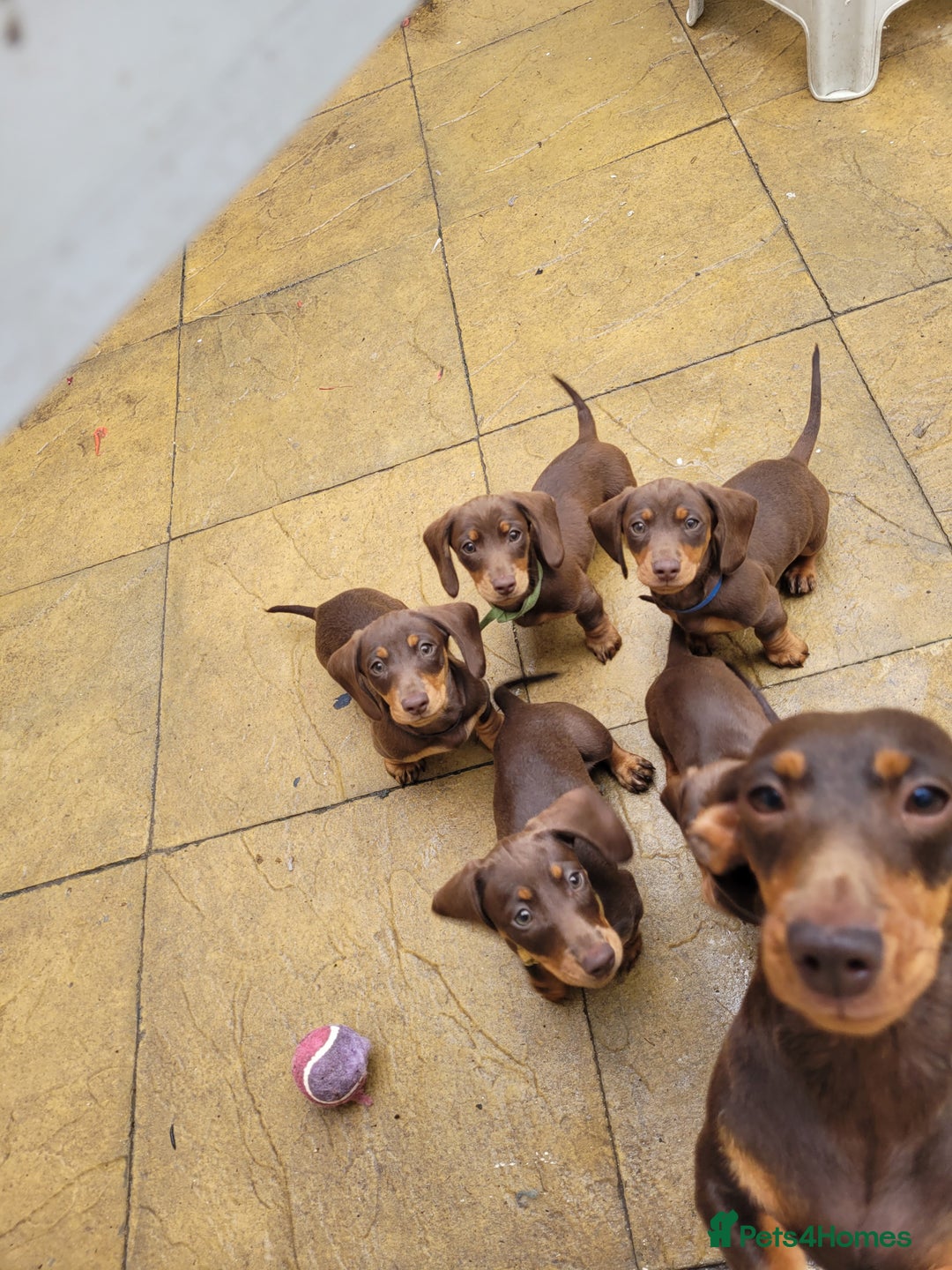 Mixed Breed dogs for sale: Dachyjacks - Image 4