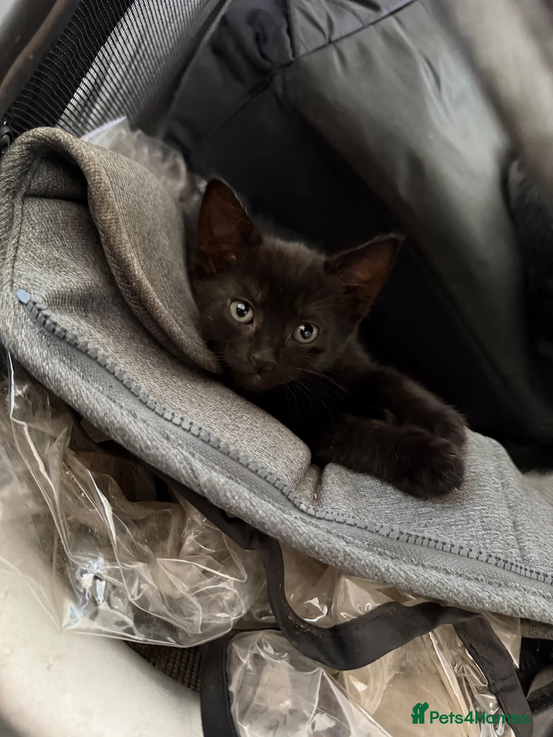 Mixed Breed cats for sale: Farm kittens  - Advert 3