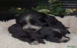 Cocker Spaniel dogs for sale: Exceptional Pedigree Show Type English Cockers  - Image 14