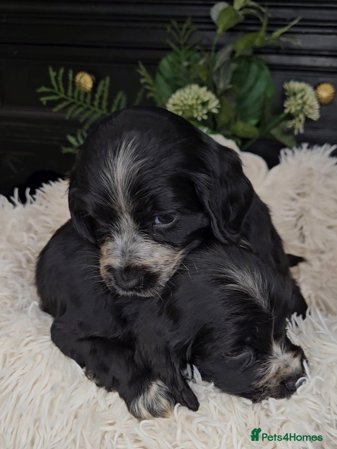 Cocker Spaniel dogs for sale: Exceptional Pedigree Show Type English Cockers  - Image 14