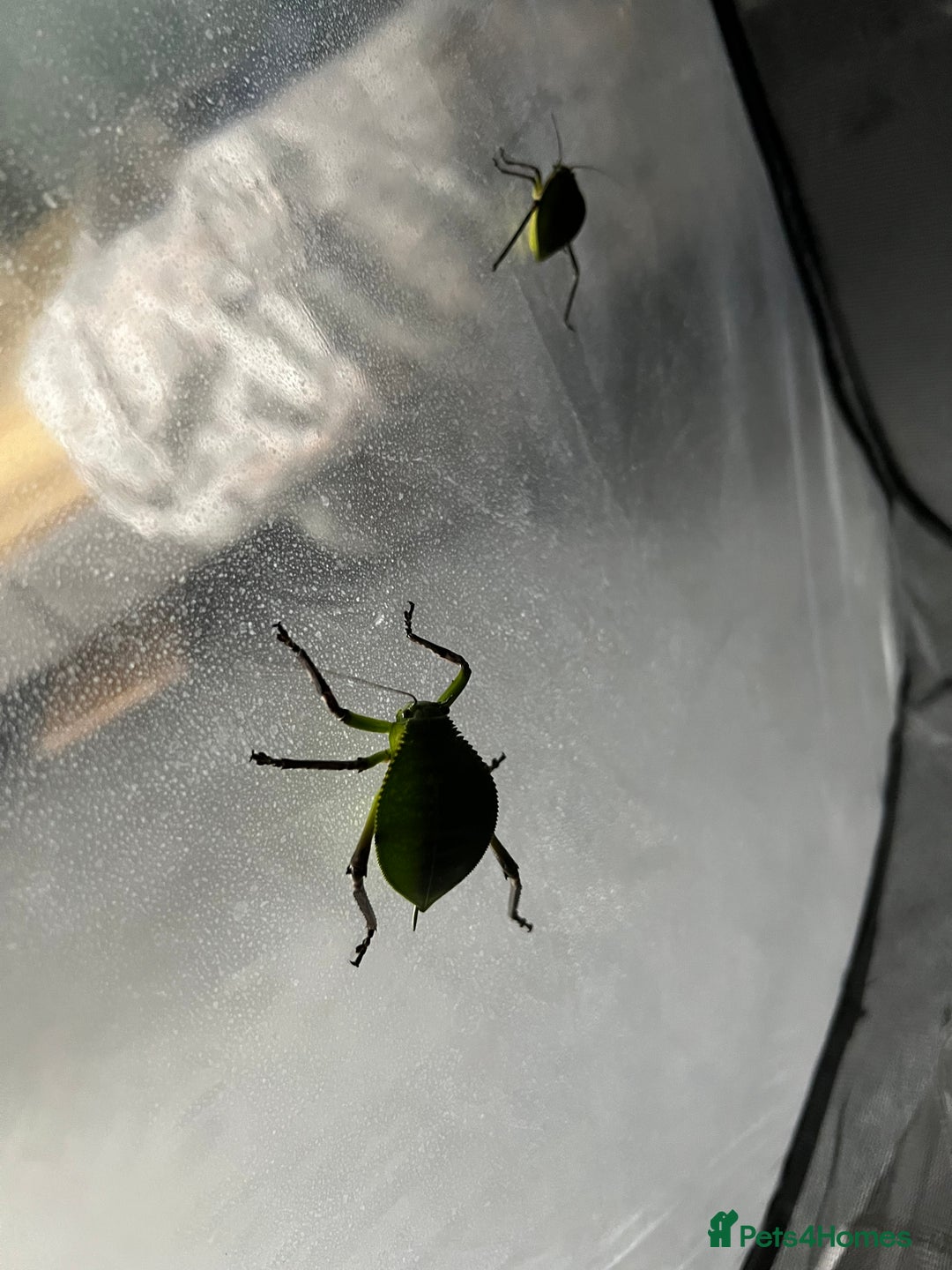 Stick Insects invertebrates for sale: Giant Hooded Katydid Nymphs - Advert 4