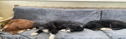 Border Collie dogs for sale: 4 border collies  in York - Advert 11