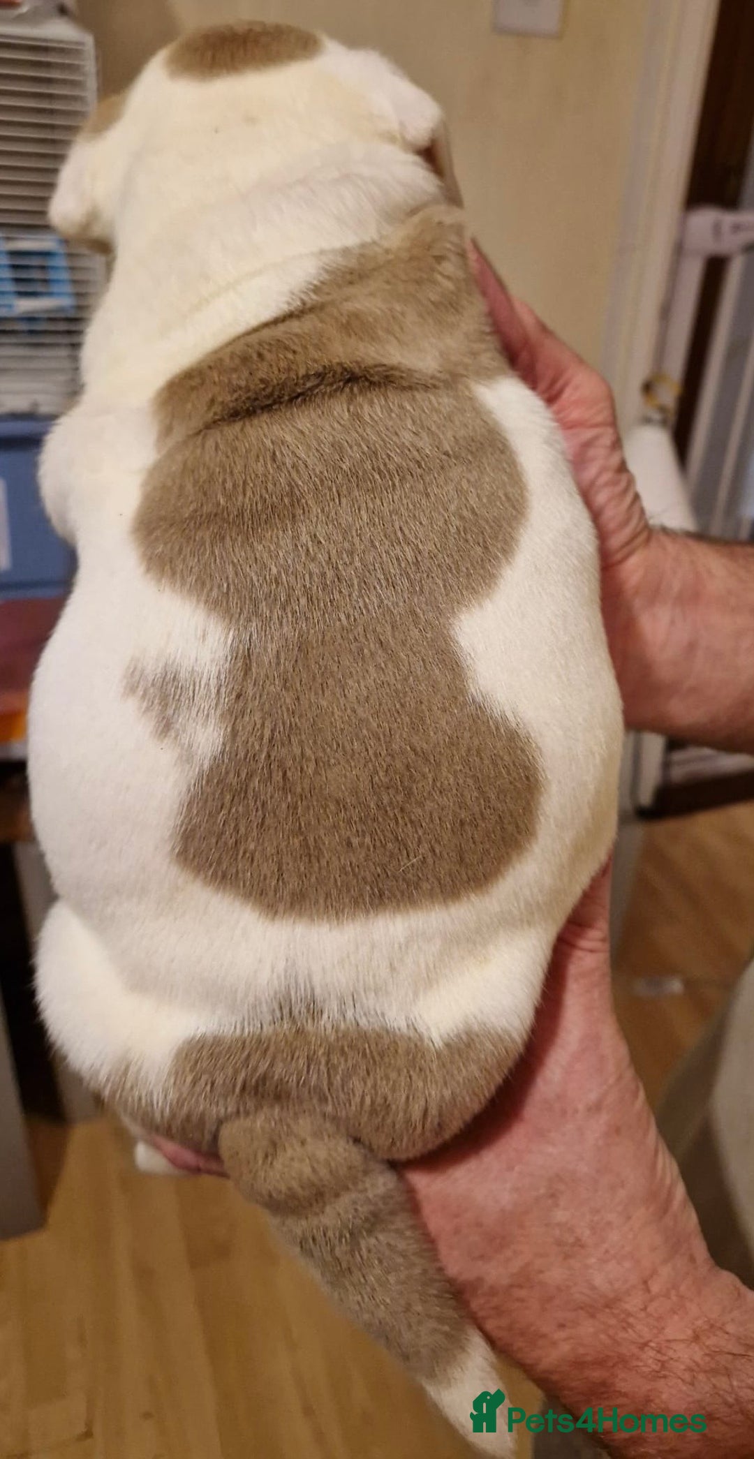 Olde English Bulldogge dogs for sale: Old English bulldog puppies GENERATIONAL - Advert 32