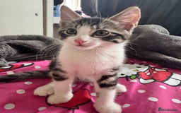 Mixed Breed cats for sale: tabby kittens - Image 5