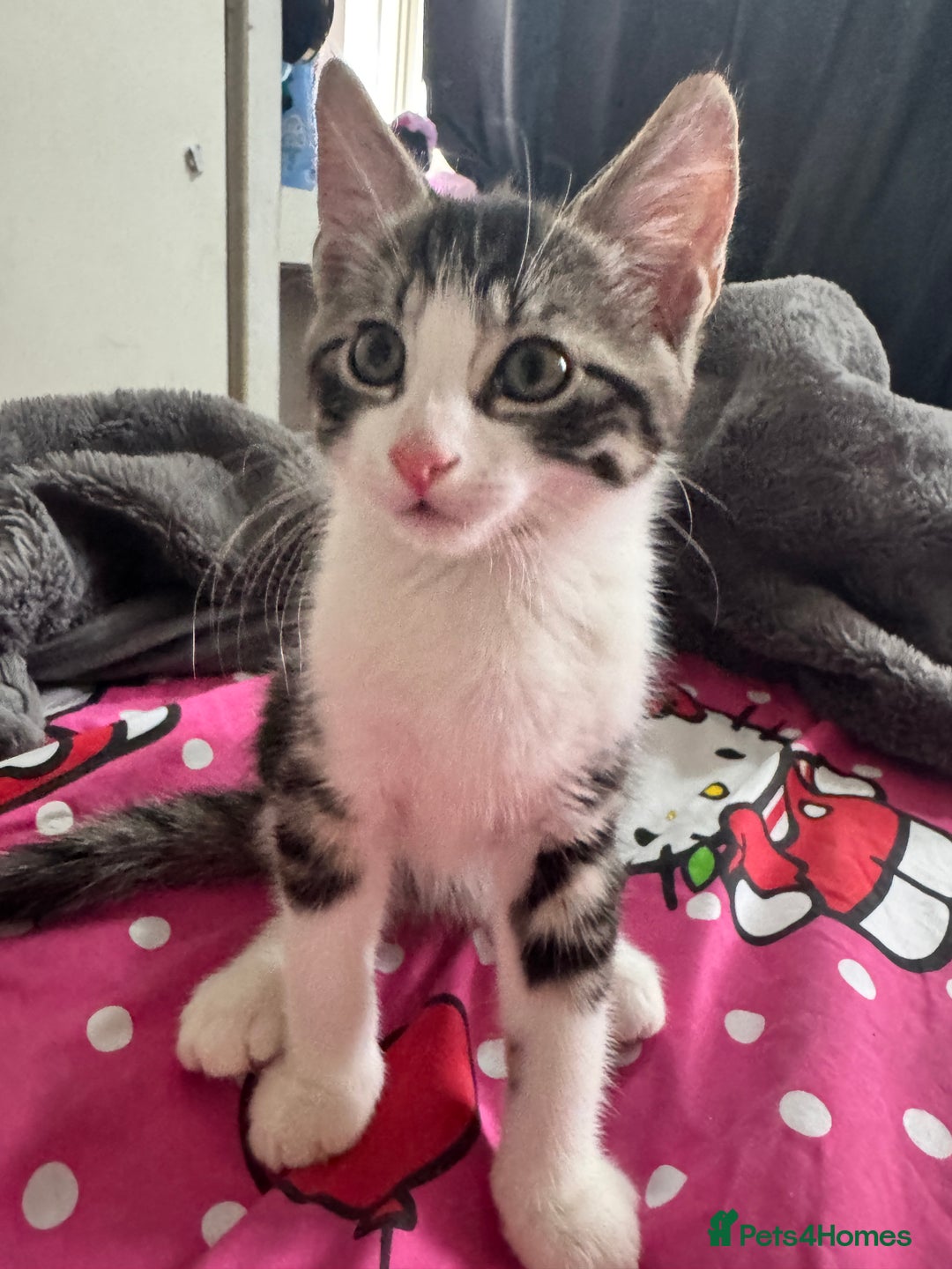 Mixed Breed cats for sale: tabby kittens - Image 5