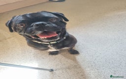 Puggle dogs for sale: Blue, puggle  - Image 2