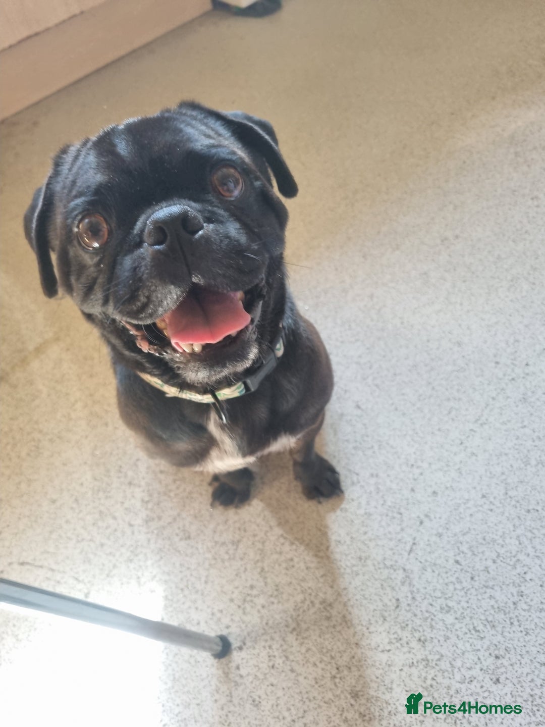Puggle dogs for sale: Blue, puggle  - Image 2