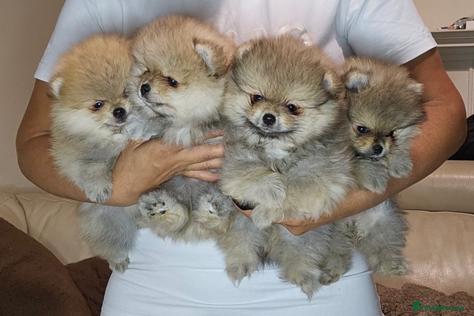 Pomeranian dogs Show class potential Pomeranians  - Advert 1