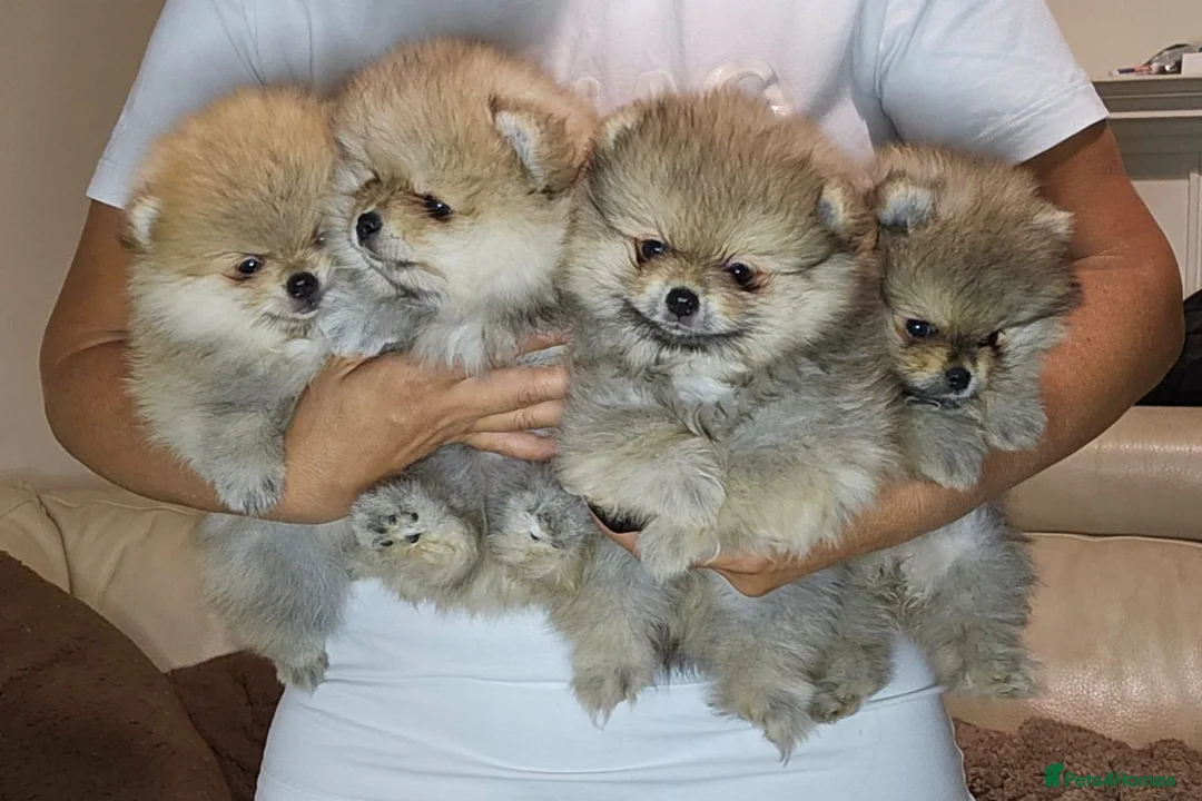 Pomeranian dogs for sale: Show class potential Pomeranians  - Advert 1