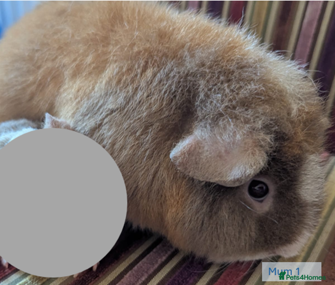 Guinea Pig rodents for sale: Teddy (& teddy satin carrier) guinea pigs for sale - Image 13