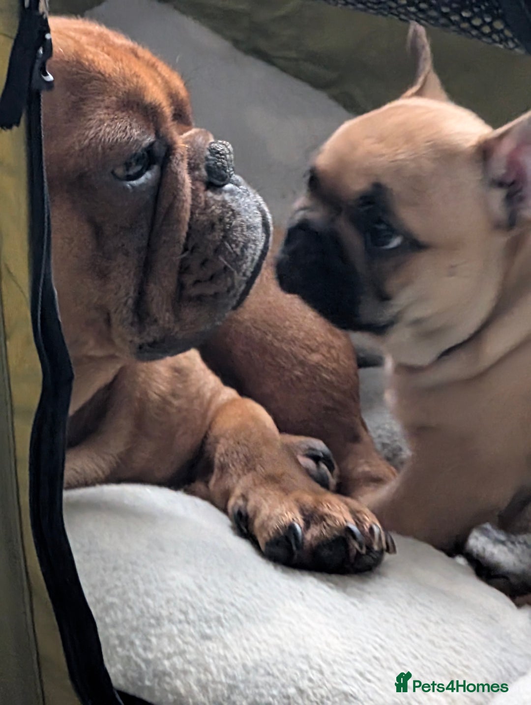French Bulldog dogs for sale: Stunning Red fawn black & tan KC reg frenchie pups - Image 17