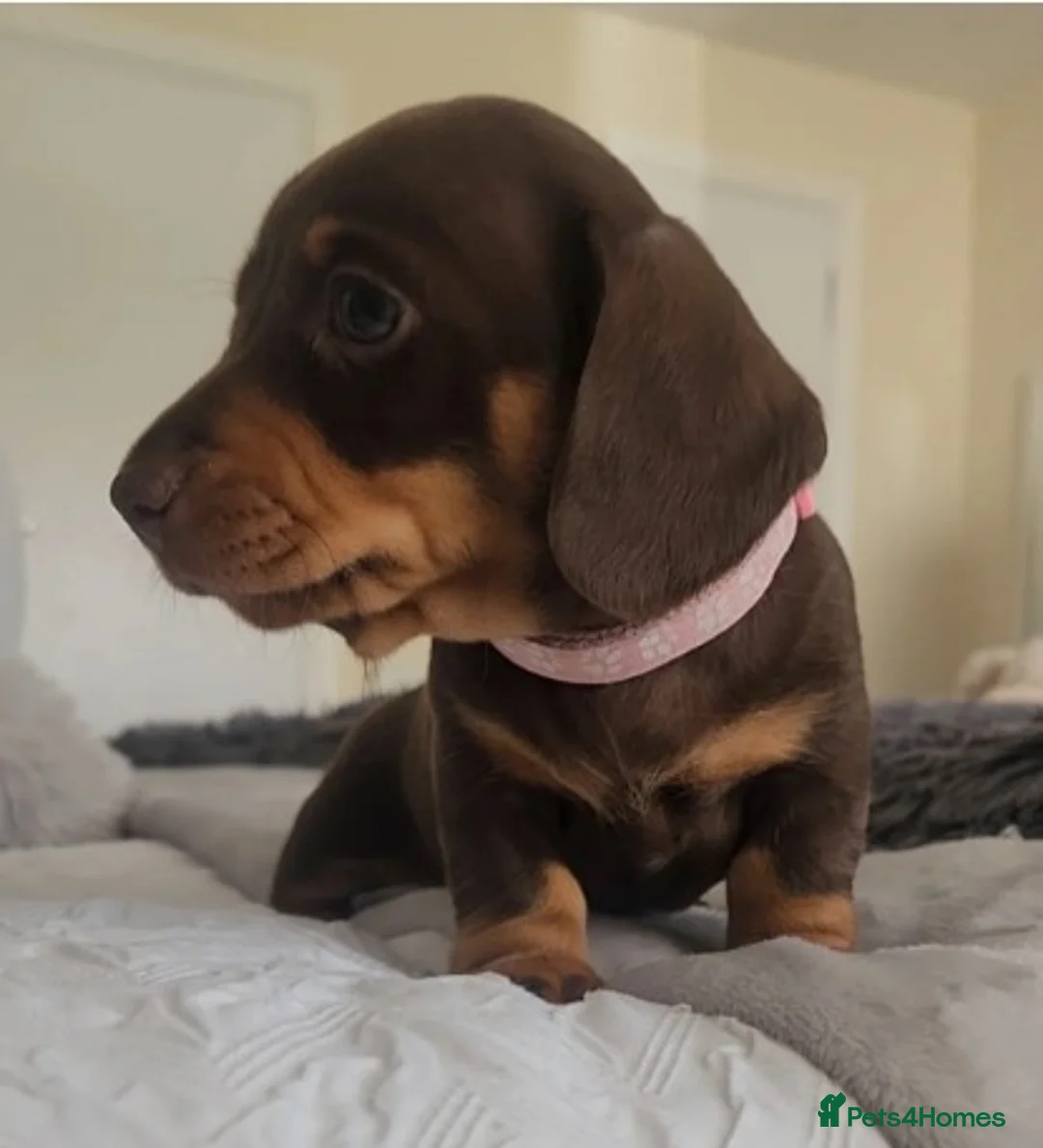 Miniature Dachshund dogs for sale: Miniature Dachshund Puppies for Sale in Harrow - Advert 4