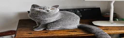 British Shorthair cats for sale: Stunning British shorthair blue kittens, neutered - Advert 15