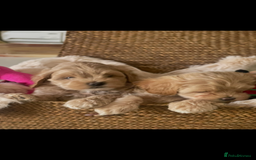 Maltipoo dogs for sale: Maltipoo puppies for sale  - Image 26