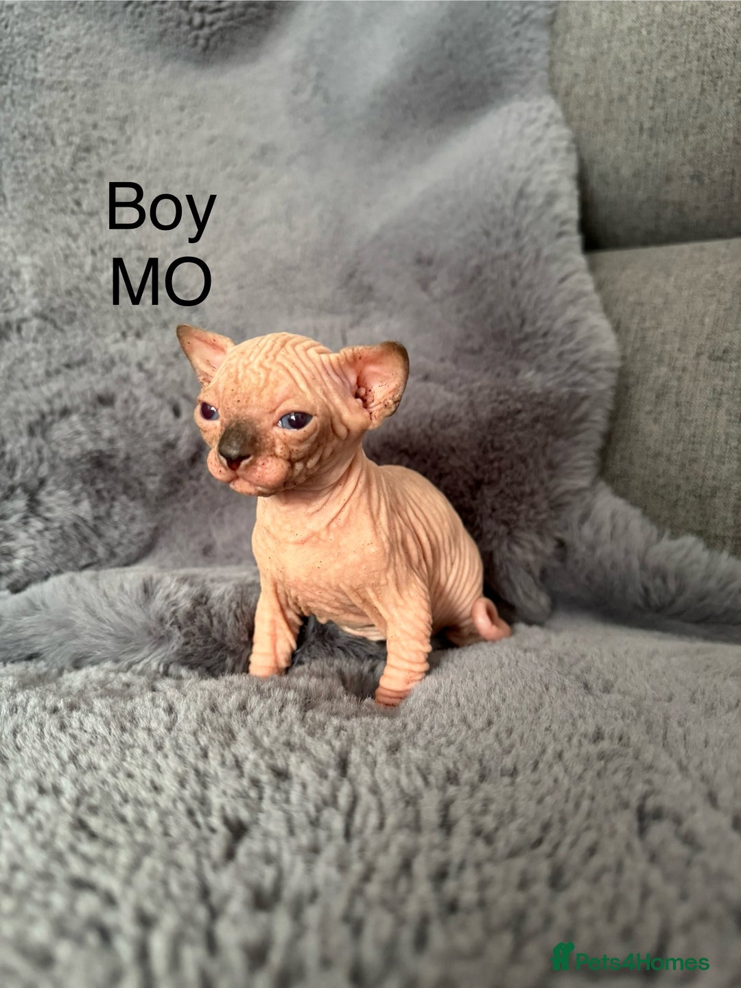 Sphynx cats for sale: 🔥Sphynx and Elf kittens🔥 - Image 9