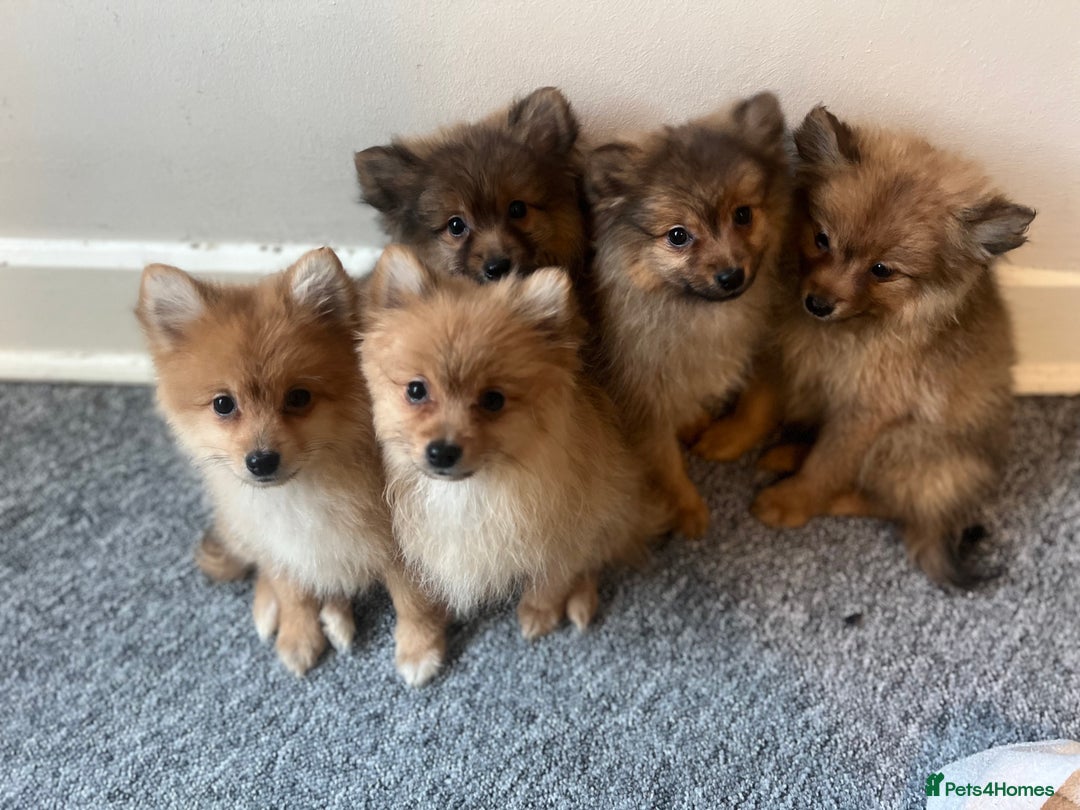 Mixed Breed dogs for sale: The cutest Pups: German & Japanese Pomeranian - Advert 21