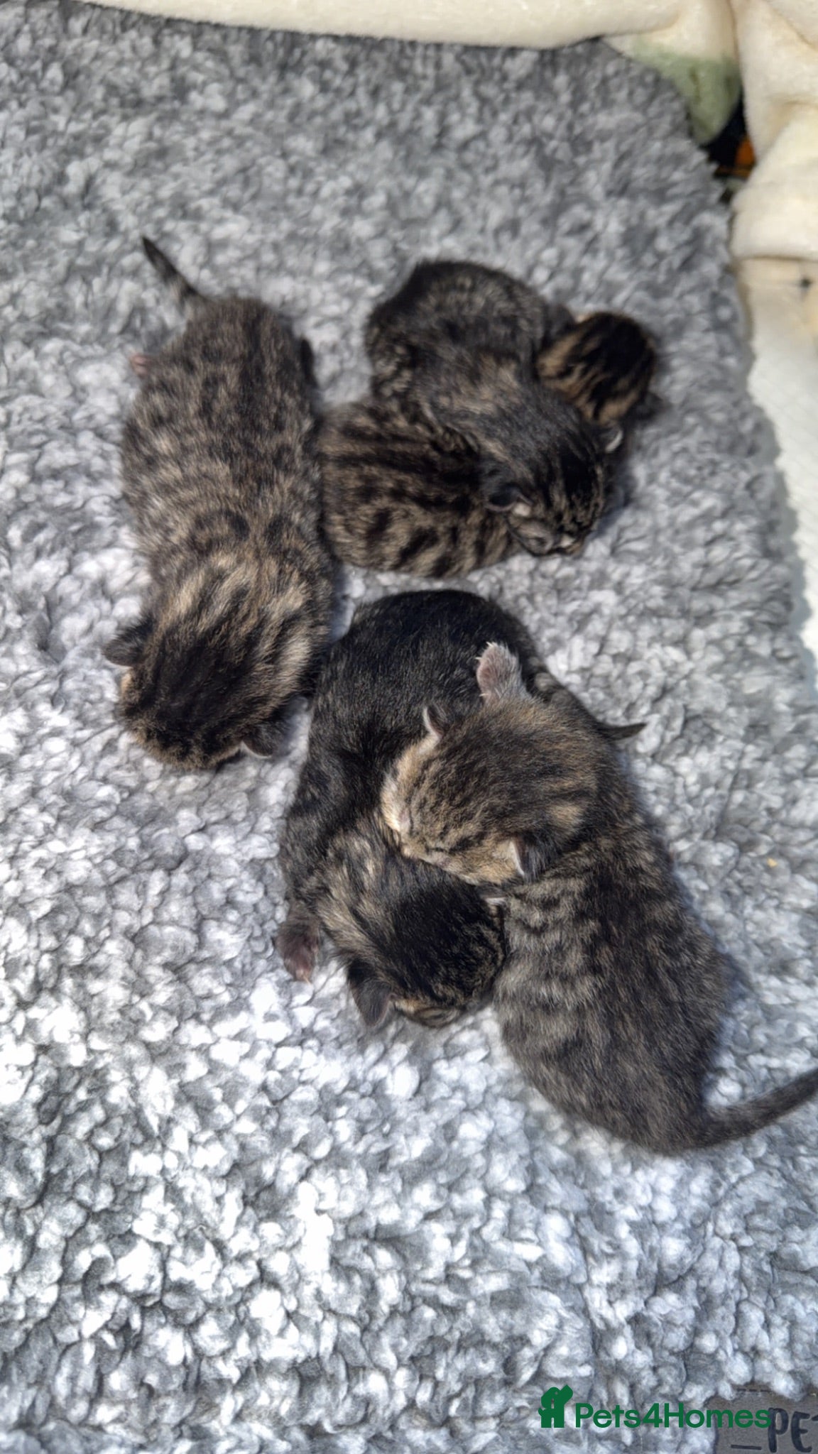 Mixed Breed cats Kittens  - Advert 1