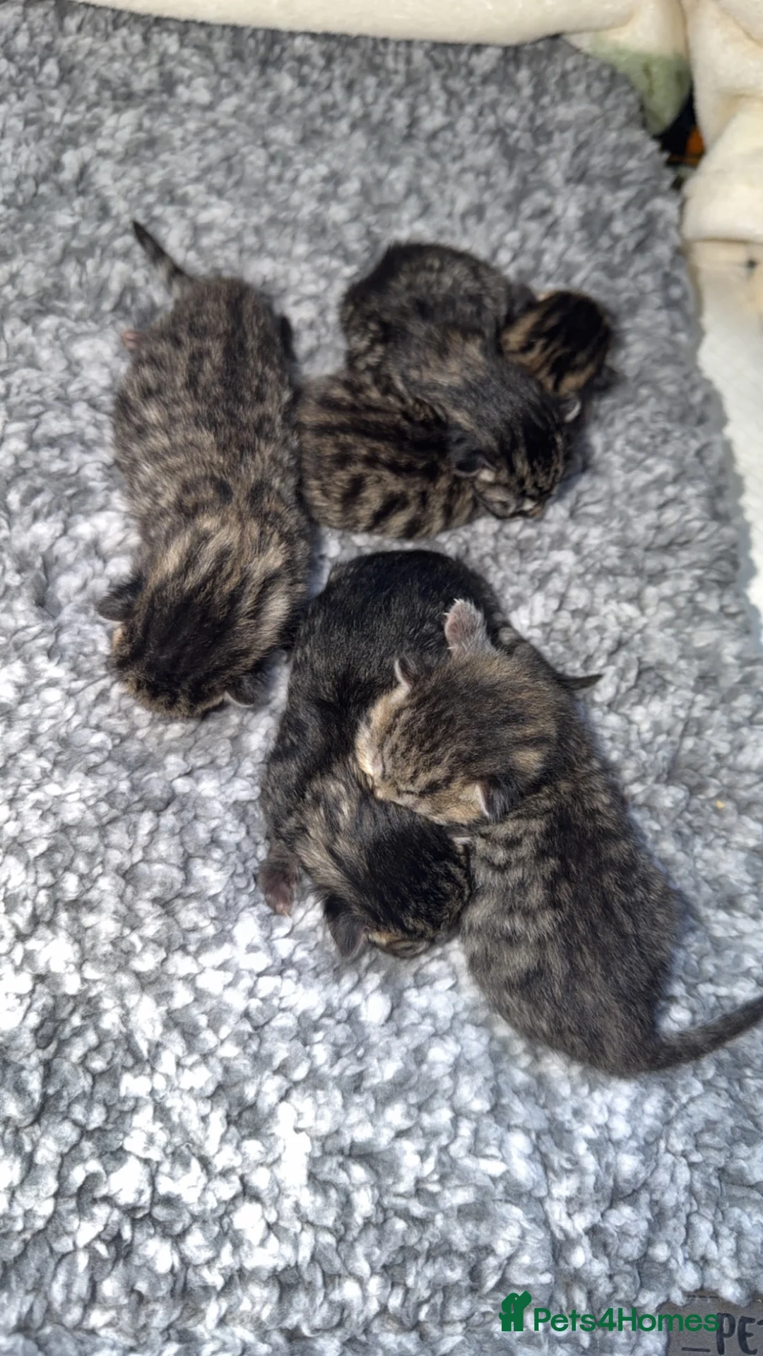 Mixed Breed cats for sale: Kittens  in Houghton le Spring - Advert 1