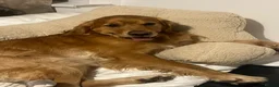 Golden Retriever dogs for stud: STUD - Beautiful Pure Golden Retriever - Advert 9