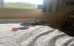 British Shorthair cats for sale: Kitten - Image 2
