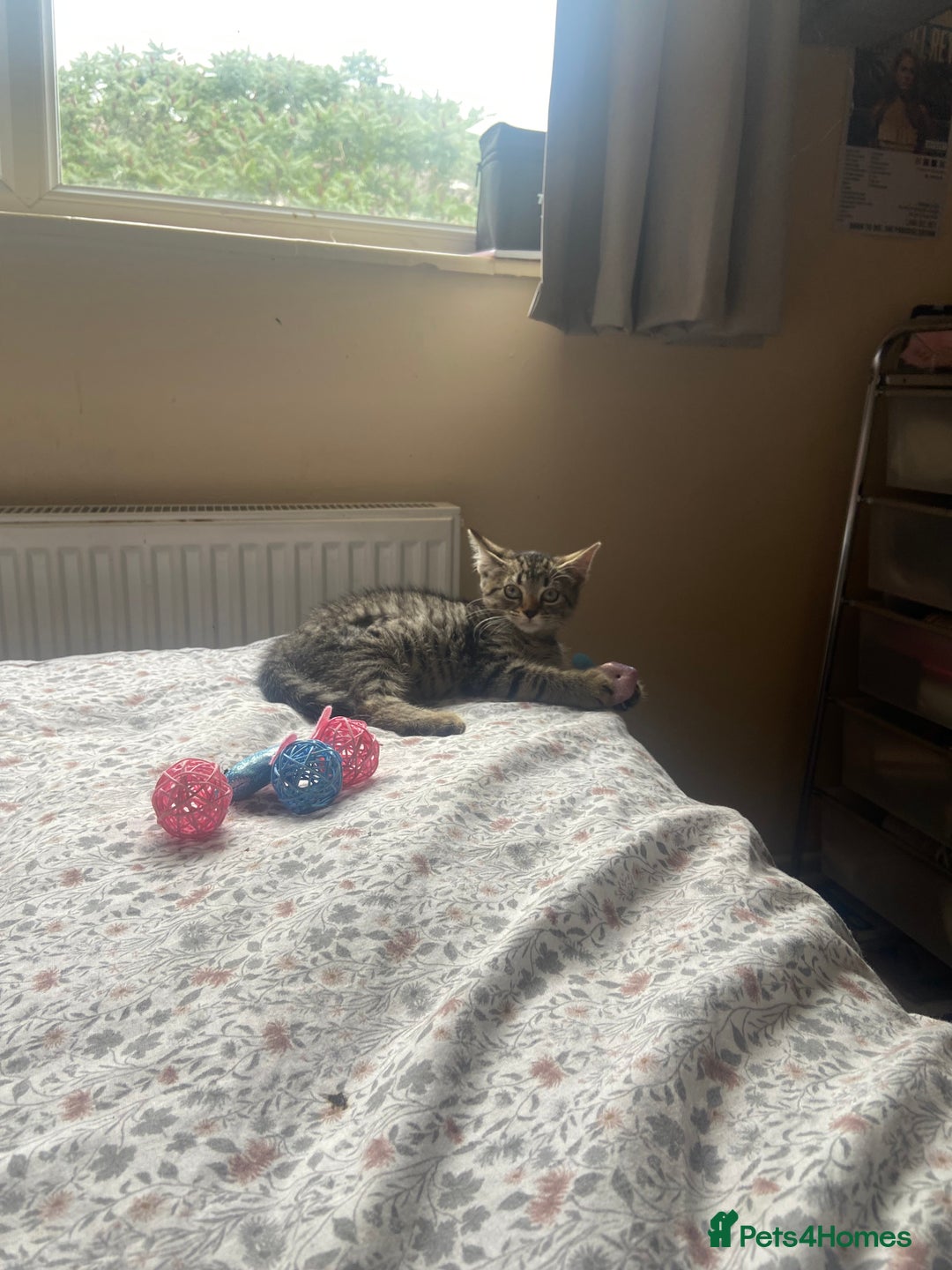 British Shorthair cats for sale: Kitten - Image 2