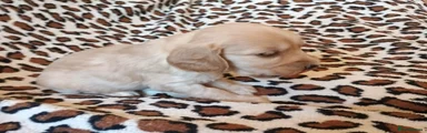 Cockapoo 6