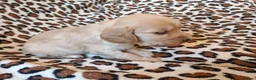 Cockapoo dogs for sale: STUNNING F1b COCKAPOO FROM 5* LICENCED BREEDER - Advert 5