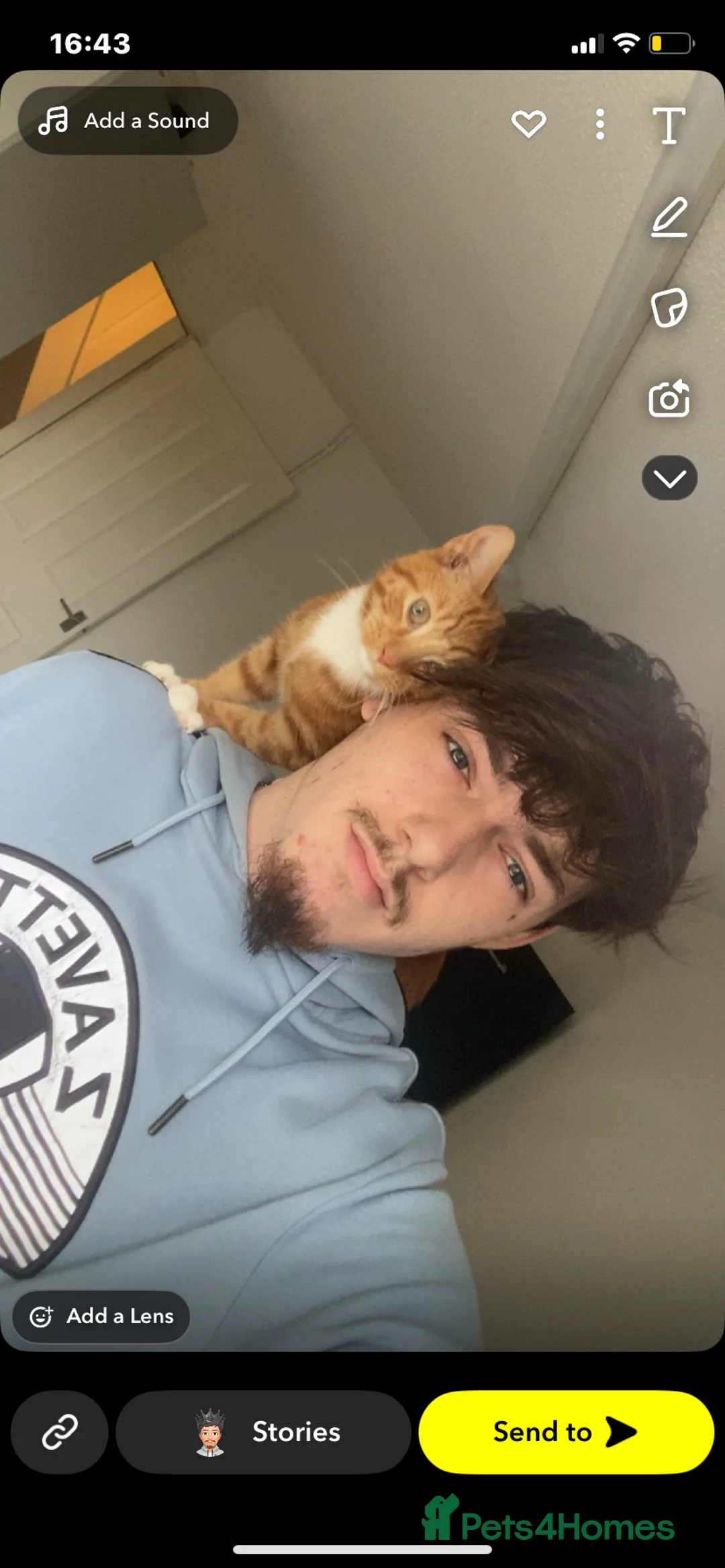 Mixed Breed cats for sale: Garfield  in Tiverton - Advert 2