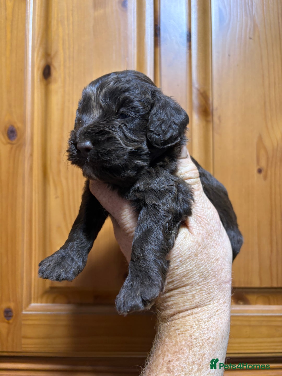 Cockapoo dogs for sale: Chocolate F1 Cockapoo Pups  - Advert 2
