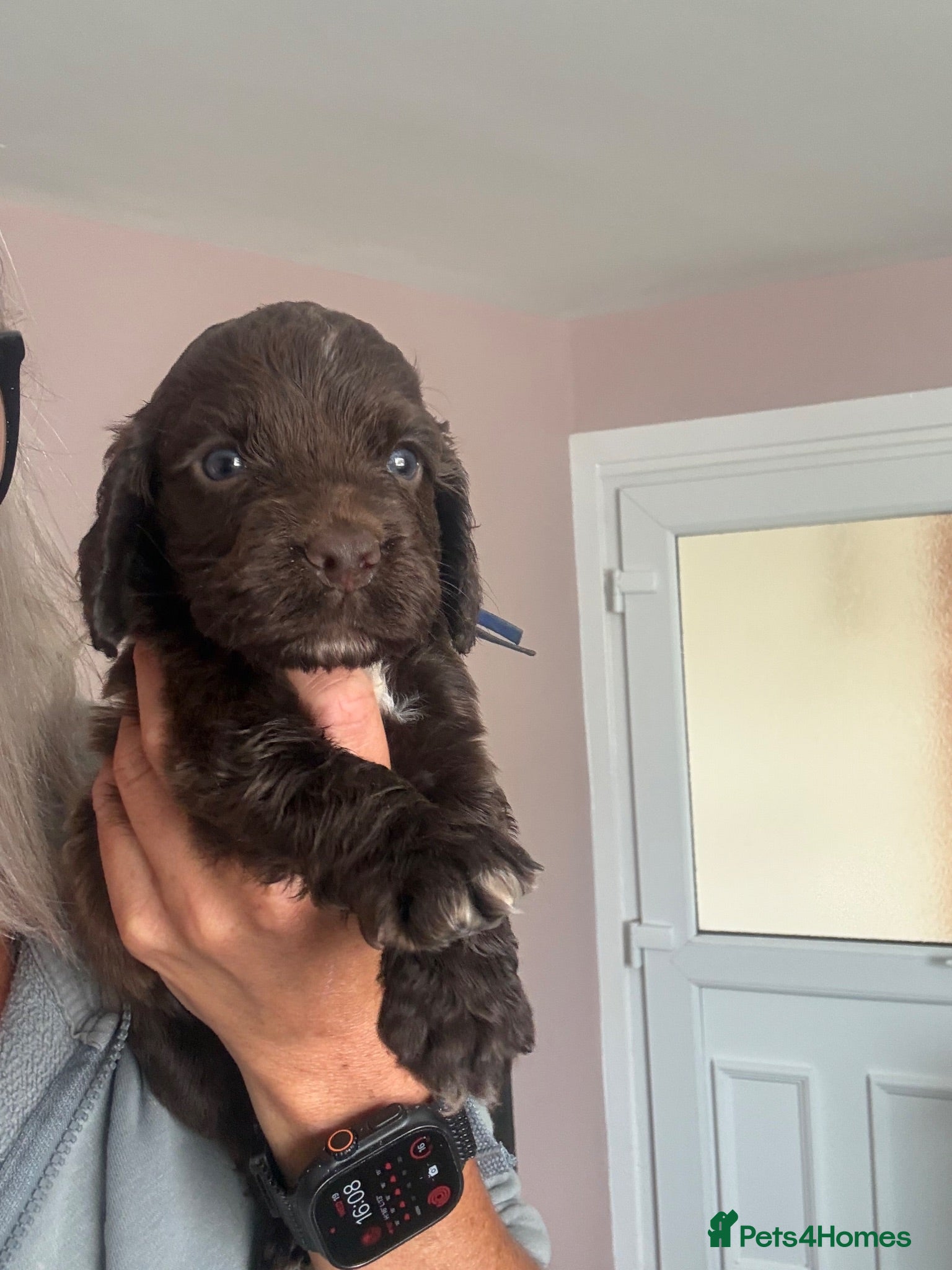Cocker Spaniel dogs Cocker spaniels  - Advert 2