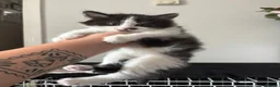 Mixed Breed cats for sale: 1x female kitten for sale - Advert 3