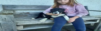 Border Collie 2 (orio)