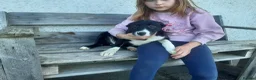 Border Collie dogs for sale: Border Collie pups for sale in Carmarthen - Advert 4