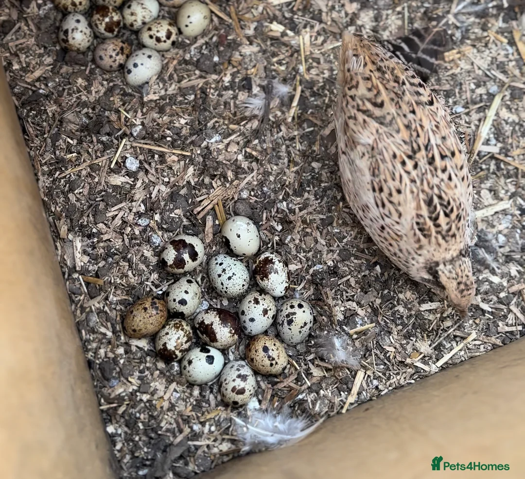 Mixed Breed poultry for sale: 💛 Ring Neck pheasant & quails & Chicken  - Advert 1