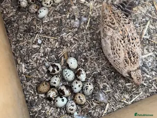 Mixed Breed poultry for sale: 💛 Ring Neck pheasant & quails & Chicken - Advert 2