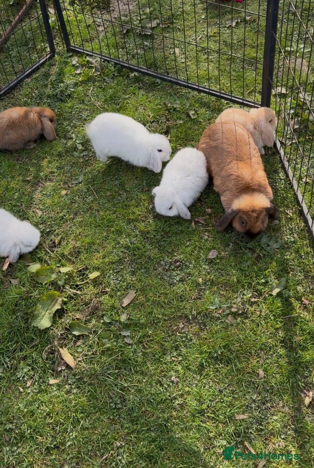 Mini Lop rabbits Mini lop bunnies  - Advert 8